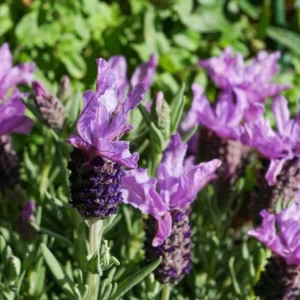 Otto Quast Lavender Live Plants – Set of 2, 4-6