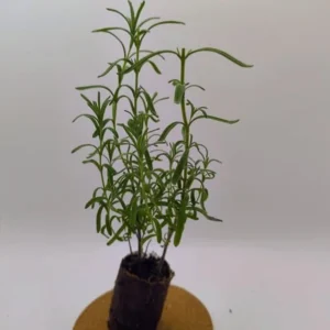 Otto Quast Lavender Live Plants – Set of 2, 4-6