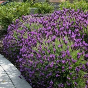 Otto Quast Lavender Live Plants – Set of 2, 4-6