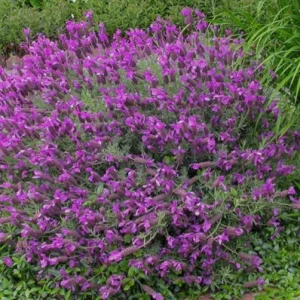 Otto Quast Lavender Live Plants – Set of 2, 4-6