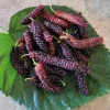Pakistan Mulberry Live Plants - Set of 2, 6-8 inch Tall, Self-Fertile Fruit Tree, Bare Root - Image 1