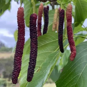 Pakistan Mulberry Live Plants - Set of 2, 6-8 inch Tall, Self-Fertile Fruit Tree, Bare Root - Image 2