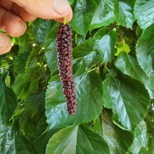 Pakistan Mulberry Live Plants - Set of 2, 6-8 inch Tall, Self-Fertile Fruit Tree, Bare Root - Image 3