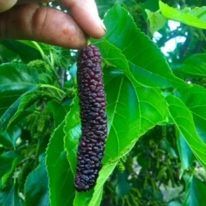 Pakistan Mulberry Live Plants - Set of 2, 6-8 inch Tall, Self-Fertile Fruit Tree, Bare Root - Image 4