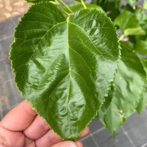 Pakistan Mulberry Live Plants - Set of 2, 6-8 inch Tall, Self-Fertile Fruit Tree, Bare Root - Image 6