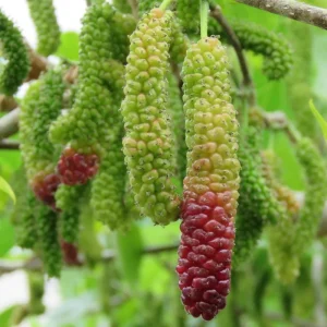 Pakistan Mulberry Tree - Live Starter Plant - 4 inch Tall - Sweet Fruit - Image 10