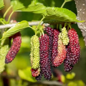 Pakistan Mulberry Tree - Live Starter Plant - 4 inch Tall - Sweet Fruit - Image 2