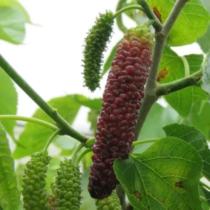 Pakistan Mulberry Tree - Live Starter Plant - 4 inch Tall - Sweet Fruit - Image 3