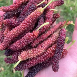 Pakistan Mulberry Tree - Live Starter Plant - 4 inch Tall - Sweet Fruit - Image 5