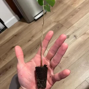 Pakistan Mulberry Tree - Live Starter Plant - 4 inch Tall - Sweet Fruit - Image 7