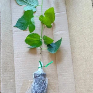 Pakistan Mulberry Tree - Live Starter Plant - 4 inch Tall - Sweet Fruit - Image 8