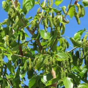 Pakistan Mulberry Tree - Live Starter Plant - 4 inch Tall - Sweet Fruit - Image 9