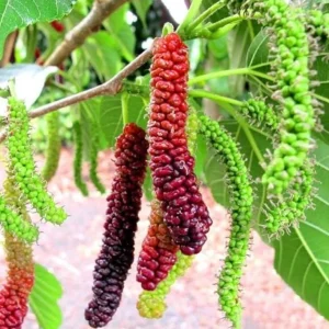 Pakistan Mulberry Tree - Live Starter Plant - 4 inch Tall - Sweet Fruit - Image 1