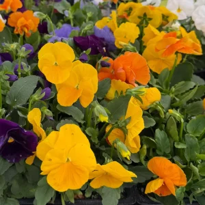 Pansy Delta Pure Color Mix Live Plant – 4 inch Pot – Outdoor Flowers - Image 2