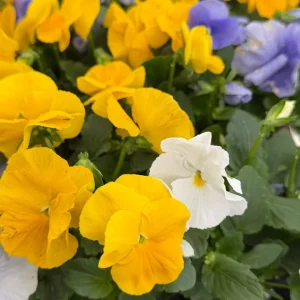 Pansy Delta Pure Color Mix Live Plant – 4 inch Pot – Outdoor Flowers - Image 3