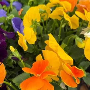 Pansy Delta Pure Color Mix Live Plant – 4 inch Pot – Outdoor Flowers - Image 4