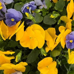 Pansy Delta Pure Color Mix Live Plant – 4 inch Pot – Outdoor Flowers - Image 1