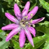 Passionflower Vine Live Plant – Set of 3 'Lady Lavender' 4-6" Tall Starter Plants - Image 1