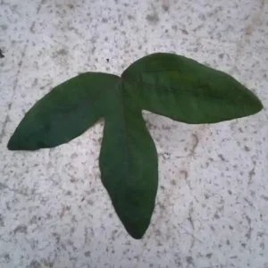 Passionflower Vine Live Plant – Set of 3 'Lady Lavender' 4-6