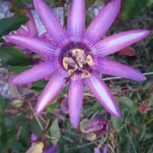 Passionflower Vine Live Plants – Lady Lavender Passiflora – Set of 3 – 4-6