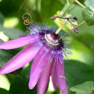 Passionflower Vine Live Plants – Lady Lavender Passiflora – Set of 3 – 4-6