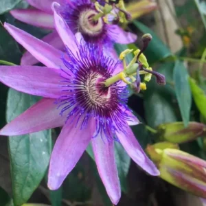 Passionflower Vine Live Plants – Lady Lavender Passiflora – Set of 3 – 4-6