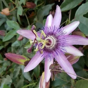 Passionflower Vine Live Plants – Lady Lavender Passiflora – Set of 3 – 4-6