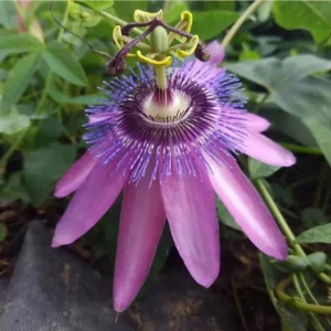 Passionflower Vine Live Plants – Lady Lavender Passiflora – Set of 3 – 4-6