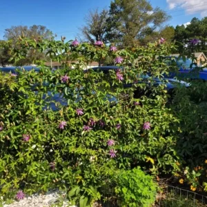 Passionflower Vine Live Plants – Lady Lavender Passiflora – Set of 3 – 4-6