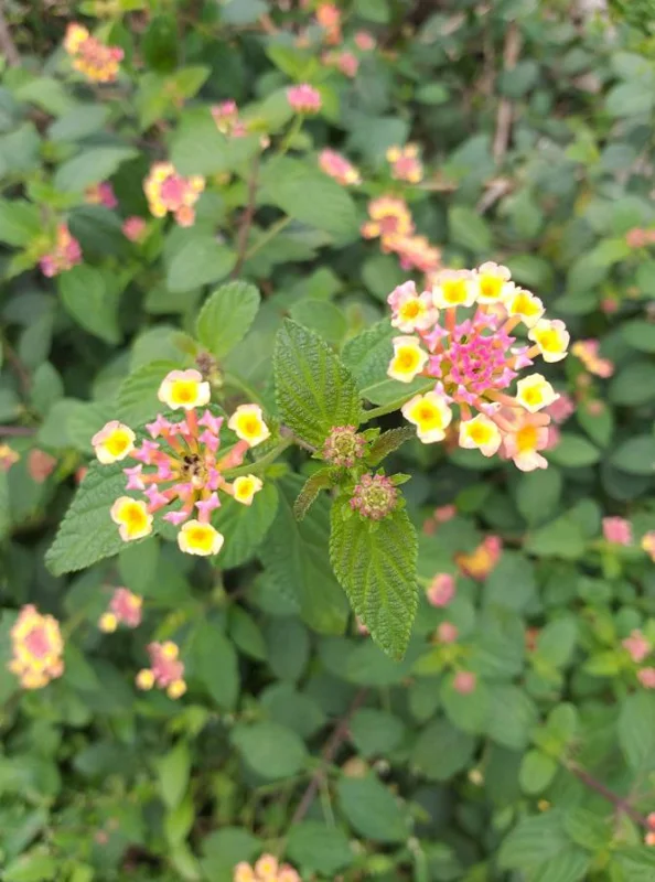 Pink Caprice Lantana Live Plants, Set of 2, 4-6 inches Tall, Attracts Pollinators - Image 2