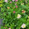 Pink Caprice Lantana Live Plants, Set of 2, 4-6 inches Tall, Attracts Pollinators - Image 1