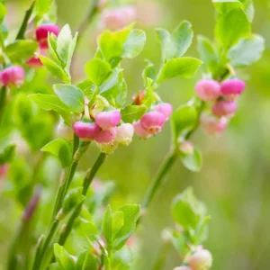 Pink Lemonade Blueberry Live Plant - Highbush Berry Bush - 4-6