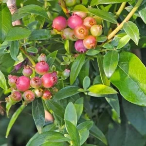 Pink Lemonade Blueberry Live Plant - Highbush Berry Bush - 4-6