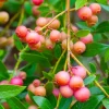 Pink Lemonade Blueberry Live Plant - Highbush Berry Bush - 4-6" Tall Starter - Outdoor - Image 1