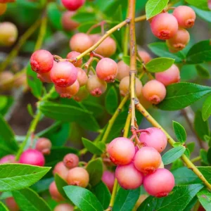 Pink Lemonade Blueberry Live Plant - Highbush Berry Bush - 4-6