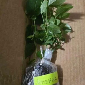 Pink Lemonade Blueberry Live Plant - Highbush Berry Bush - 4-6