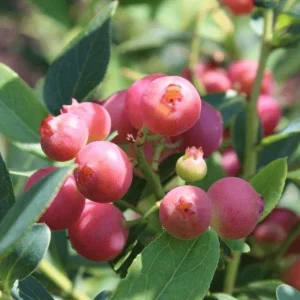 Pink Lemonade Blueberry Live Plant - Highbush Berry Bush - 4-6