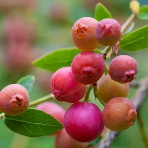 Pink Lemonade Blueberry Live Plant - Highbush Berry Bush - 4-6