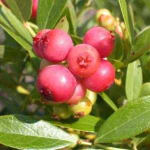 Pink Lemonade Blueberry Live Plant - Highbush Berry Bush - 4-6