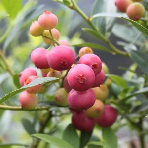 Pink Lemonade Blueberry Live Plants Set of 2 – 4-6" Tall – Edible Fruit Shrub - Image 2