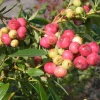 Pink Lemonade Blueberry Live Plants Set of 2 – 4-6" Tall – Edible Fruit Shrub - Image 1