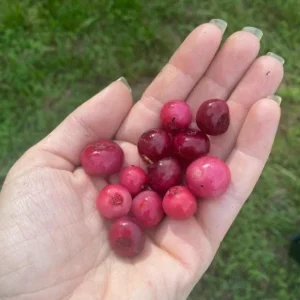 Pink Lemonade Blueberry Live Plants Set of 2 – 4-6