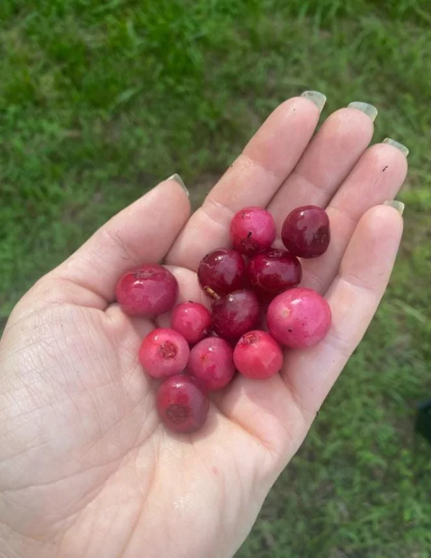 Pink Lemonade Blueberry Live Plants Set of 2 – 4-6" Tall – Edible Fruit Shrub - Image 4