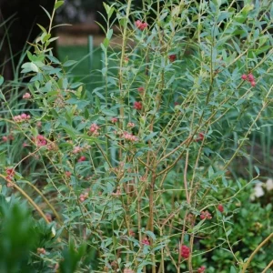 Pink Lemonade Blueberry Live Plants Set of 2 – 4-6