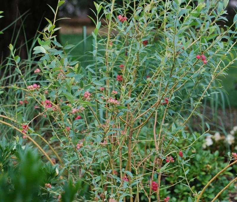 Pink Lemonade Blueberry Live Plants Set of 2 – 4-6" Tall – Edible Fruit Shrub - Image 6