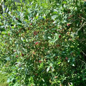 Pink Lemonade Blueberry Live Plants Set of 2 – 4-6