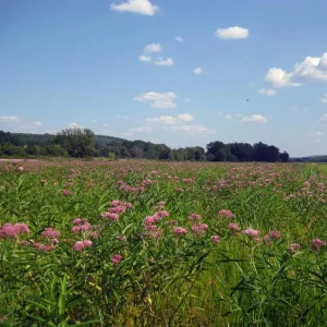 Pink Milkweed Live Plants - Set of 2, 4-6