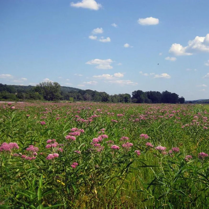 Pink Milkweed Live Plants - Set of 2, 4-6" Tall - Asclepias spp. - Butterfly Garden - Image 10
