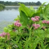 Pink Milkweed Live Plants - Set of 2, 4-6" Tall - Asclepias spp. - Butterfly Garden - Image 1