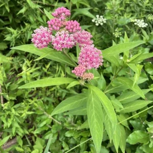 Pink Milkweed Live Plants - Set of 2, 4-6